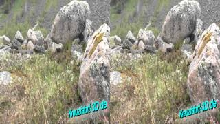 3DVideo AIDAmar Reisebericht Tag 4  Ausflug Adlerkehren  Herdalsseter Alm GEI05 am 12062012 [upl. by Statis]