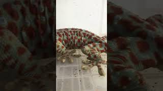 Gecko sound gecko reptiles iguana lizard chipkali ตุ๊กแก animals bebek pineapple8586 [upl. by Ayatnohs]