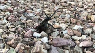 Palo Verde beetle emerging from the ground [upl. by Tnilk]