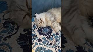 Bhuto Thanda lagsa subscribe foryou cutebaby kitten sortsvideos Munnys By sara [upl. by Kotick]