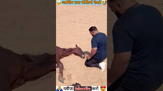 😱😱 इस बन्दे ने Horse को बचा लिया 🐎🐴 horse horselover shortsvideo viral gedget shorts [upl. by Yerag562]