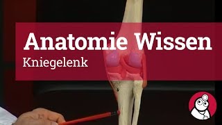 AnatomieWissen Kniegelenk [upl. by Nnahaid148]