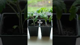 quotGrow Fresh Herbs in Just 1 Minute 🌿 DIY Herb Garden Hackquot [upl. by Nyrok]