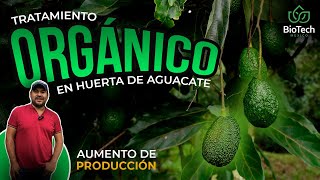 Como llevar un tratamiento ORGÁNICO en una HUERTA DE AGUACATE en 2024  Biotech México [upl. by Loy42]