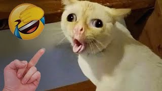 ❤️ So Funny Funniest Cats and Dogs 😂 Best Funny Video Compilation 🐕🐱 [upl. by Gnagflow]