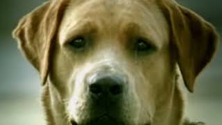 Bridgestone Commercial HD  Dog´s suicide  2003  BBDO [upl. by Siramaj]