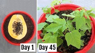 How to Grow Papaya from Seeds at Home EASILY [upl. by Shantha]