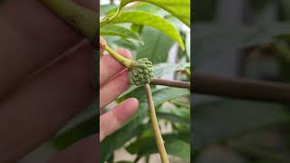 Rollinia fruiting in a container in the greenhouse [upl. by Wilkens]