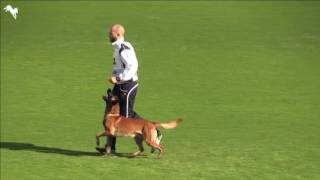 Alistar von der Schwarzen mamba and Simon Baiocco FCI wm 2016 Obedience [upl. by Rehpotsirk]