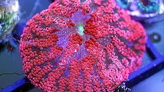 Fragging Red Maxi Mini Carpet Anemone Bali Blood Red Anemone [upl. by Htide476]