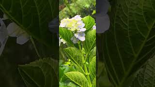 Hydrangea macrophylla is a species of flowering plant in the family Hydrangeaceae [upl. by Id718]