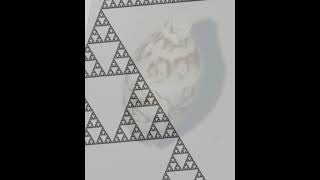 The Sierpinski Triangle Fractal found in a cone snail shell [upl. by Ridley]