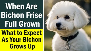 When Are Bichon Frise Full Grown What to Expect As Your Bichon Grows Up [upl. by Hnahym]