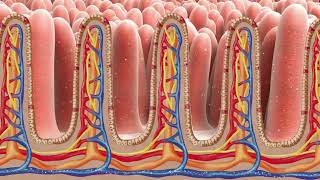 biology absorption process animation video animated video [upl. by Anawek]