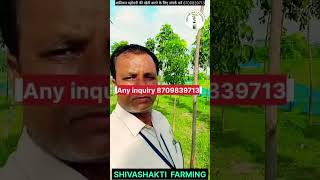 Best mahogany variety in India African mahogany tree farmingअफ्रीकन महोगनी की खेती [upl. by Enylecoj667]