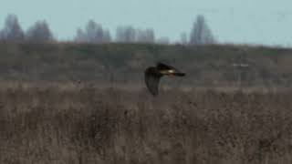 hen harrier hunting the marsh land [upl. by Luke]