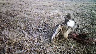 Red tail hawk vs Red tail hawk [upl. by Nel]