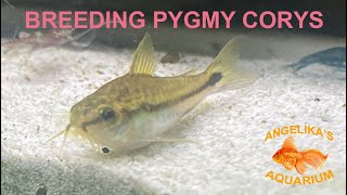 Breeding Pygmy Corydoras [upl. by Yduj]