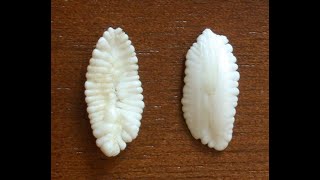 Determining fish age using Otoliths [upl. by Thistle]