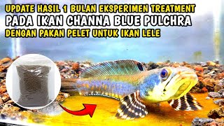 UPDATE IKAN CHANNA BLUE PULCHRA SETELAH 1 BULAN EKSPERIMEN TREATMENT DENGAN PAKAN PELET UNTUK LELE [upl. by Julian869]