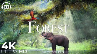 Forest 4K 🐘 Rainforest Relaxation Film  Peaceful Relaxing Music  Nature 4k Video UltraHD [upl. by Ravilob900]