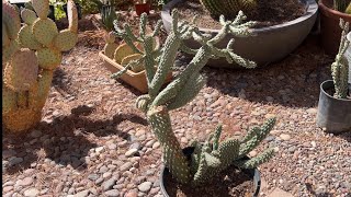 PRUNING MY BOXING GLOVE CHOLLA CYLINDROPUNTIA FULGIDA VAR MAMILLATA CRESTED cactus plants [upl. by Iren]