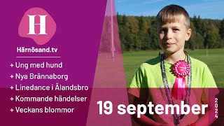 Härnösandtv  19 september 2024 [upl. by Eimmac]