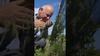 sommgrapes filmed the wifitirol Sommelier Austria Tour 🇦🇹🇦🇹🇦🇹🍷🍷🍷 [upl. by Myrtia]