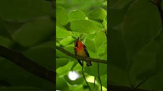 Beautiful Blackburnian Warbler Setophaga fusca during the summer birds birding wildlife nature [upl. by Phox273]