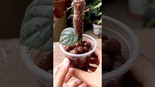 Repotting A Philodendron Brandtianum Cutting in Leca for Better Growth [upl. by Eenerb]