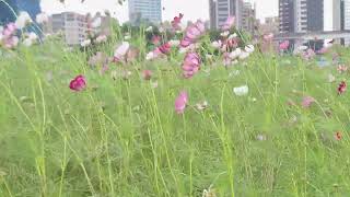 Flower Field [upl. by Auliffe]