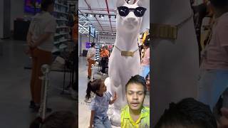 puma cat 🙀 puma shortvideos shorts funny comedy video pets cute baby ArikaWorld [upl. by Eikcaj574]