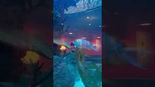 Cowfish aquarium Raleigh [upl. by Cyprio]