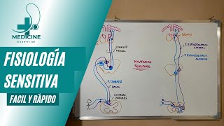 Fisiología sensitiva🤓🩺  Columnas dorsalesTracto espinotalámico🧠 [upl. by Odla233]