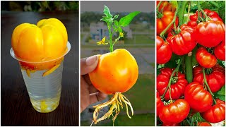 How to grow tomato tree from tomato fast and big fruit at home [upl. by Ervin]