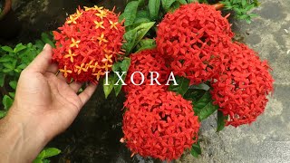 Ixora Plant Care How to Grow Ixora Flowers  Growing Ixoras in Pot  রঙ্গন ফুল [upl. by Sukhum]