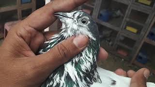 Sialkoti kabootar 35 walay batery jonsiry Ustad Ahmed Balvi Pigeons Star [upl. by Dyane]