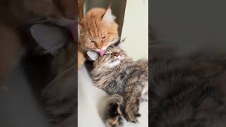 Clementine and Coffee kathycat101 mainecoonmix cat catrelaxation catvideos purr cutecat [upl. by Ariaet]