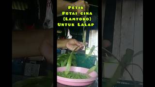 Petik Petai Cina Lamtoro  Untuk Lalap short shortvideo nature village [upl. by Janela]