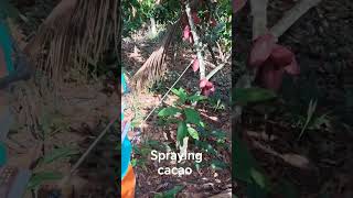 spray prevathon chemical on cacao pods [upl. by Nobell980]