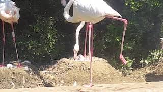 Nacen varias crías de flamenco en el Zoobotánico  junio 2018 [upl. by Farwell]