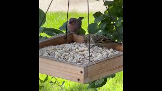 Nuthatch House Finch Pine Siskin [upl. by Yrelav]