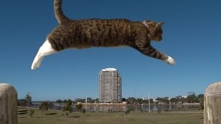 PURRKOUR  Didga the parkour Cat [upl. by Ecyak]