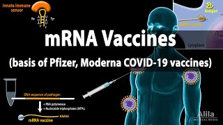 RNA Vaccines mRNA Vaccine  Basis of Pfizer and Moderna COVID19 vaccines Animation [upl. by Woodall]