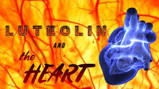 Luteolin and the Heart [upl. by Barden]