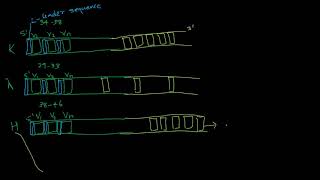 GENETIC BASIS OF ANTIBODY DIVERSITY PART 2 [upl. by Rebhun440]