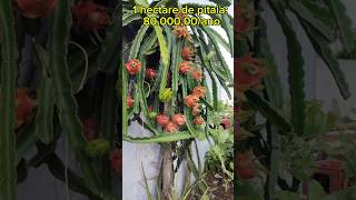 PITAYA PITAIA agro agricultura agriculture shorts [upl. by Nowd]