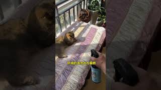 Cats and cat ringworms environment cleaning really can not be lazy cat guard to clean cat ringwo [upl. by Stephi]