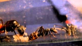 Reponse FAQ  Lasius niger et Camponotus cruentatus [upl. by Nohtanoj]