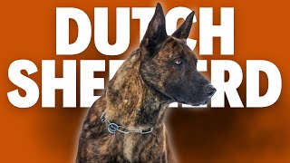 Dutch Shepherd  The Most Underrated Protection Dog [upl. by Denys]